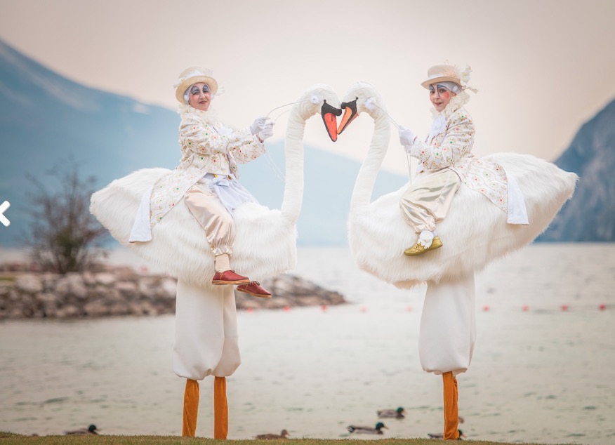 The Magnificence of Swans